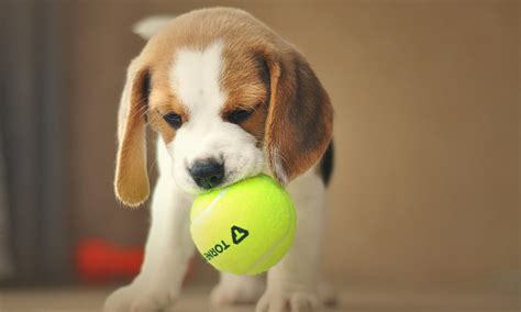 How To Train A Beagle? - A Complete Guide