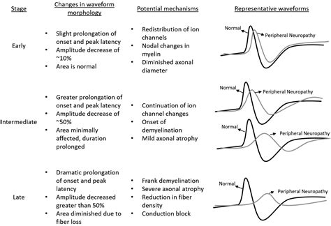 🌱 Nerve conduction velocity calculation. How To Calculate Conduction Velocity. 2022-10-15