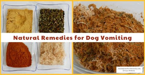 Natural Remedies for Dog Vomiting | Dog Puking Treatment - Raising Your ...