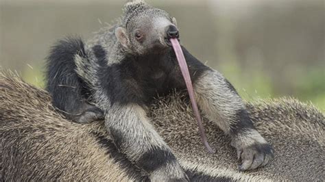 This Baby Giant Anteater Is Like No Animal You've Seen Before - YouTube