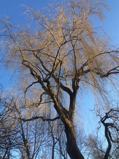 Willow Tree Pruning - Cohen & Master Trees