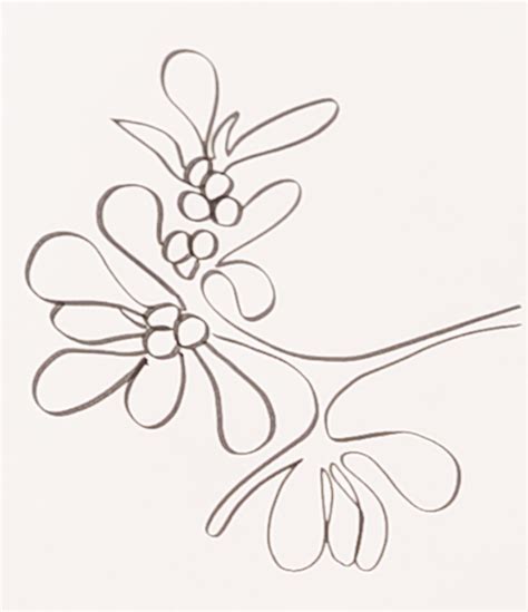 How to draw Mistletoe - State Flower of Oklahoma