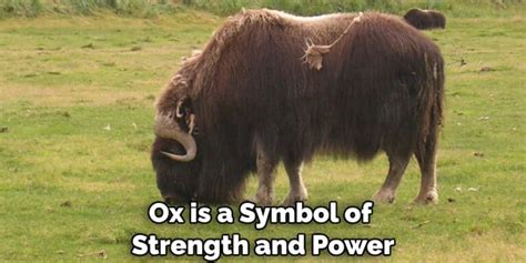 Ox Spiritual Meaning, Symbolism and Totem | A to Z (2022)