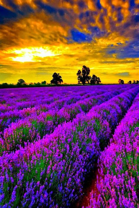 Lavender field | Beautiful nature, Beautiful landscapes, Scenery