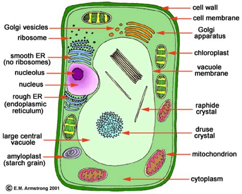 Biology: Cell Structure and Functions