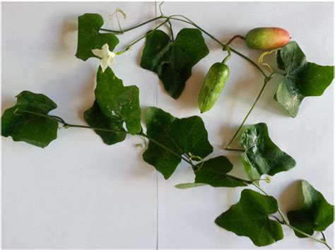 Fresh leaves and the fruit of mature Coccinia grandis plant (sample ...