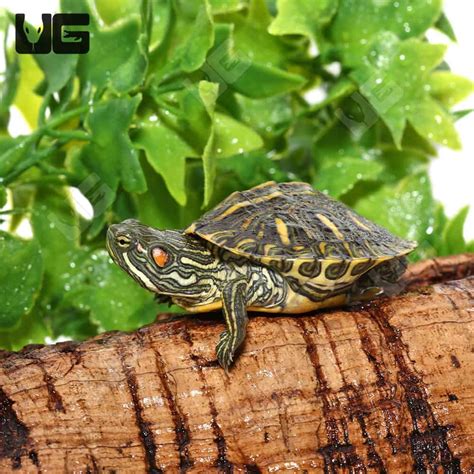 Baby Rio Grande Red Ear Slider Turtles For Sale - Underground Reptiles