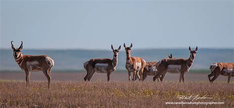 Alberta Wildlife Photography by Robert Berdan - The Canadian Nature ...