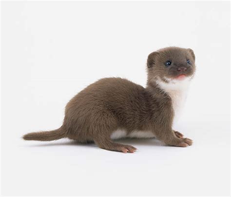 Baby Weasels Will Weasel Their Way Into Your Heart! - Baby Animal Zoo