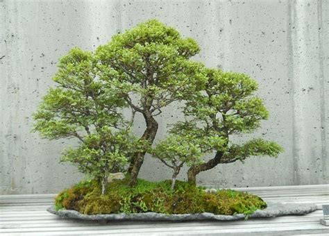 The Formal and Informal Upright Styles in Bonsai | Jardín de bonsáis, Árbol bonsai de interior ...