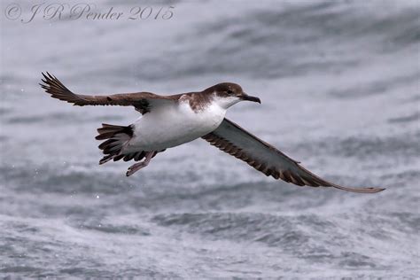 Joe Pender Wildlife Photography: Manx Shearwater