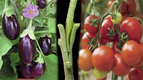Tomato Grafting On Eggplant - YouTube | Grafting plants, Grafting, Tomato