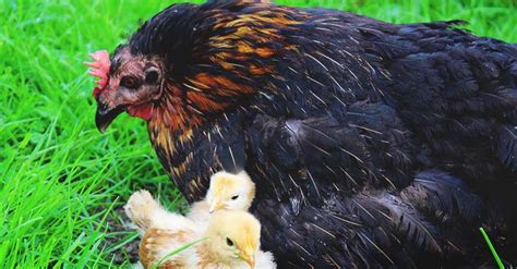 Everything You Must Know About Keeping Your Chickens Alive and Healthy