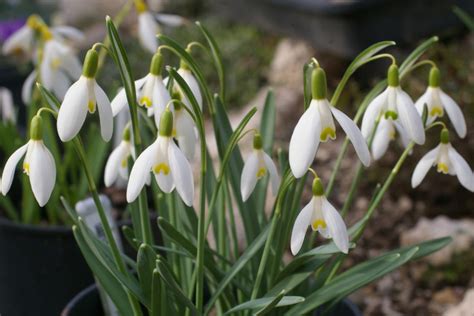 Snowdrop varieties worth growing in your garden