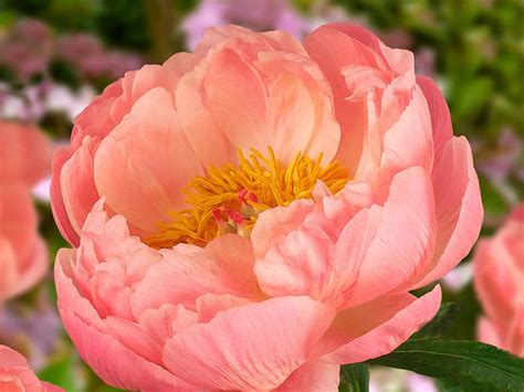 Coral Sunset Peony - Peony Fields Timaru | New Zealand