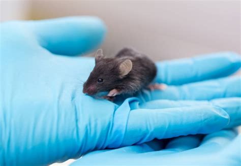 Animal research "3Rs" achievements recognised | Imperial News ...