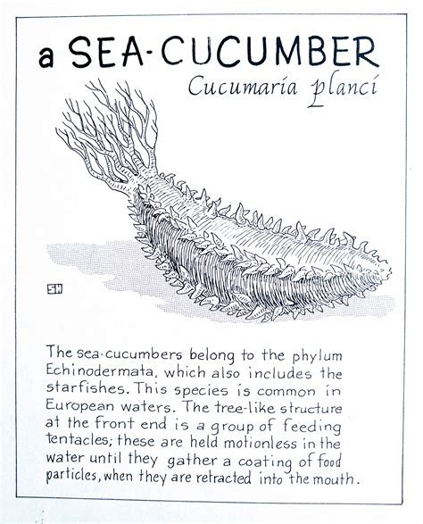 Sea Cucumber Coloring Page