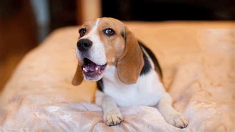 Beagle Barking | PETSIDI