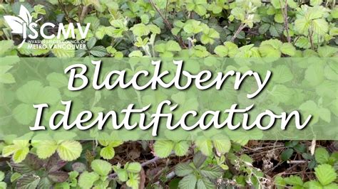 Blackberry Identification - YouTube