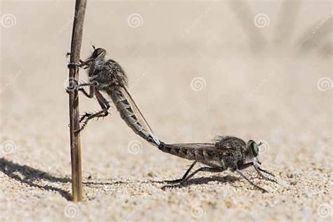 Promachus Consanguineus Robberfly Diptero of the Asilidae Family, Large, Pair Mating Perched on ...