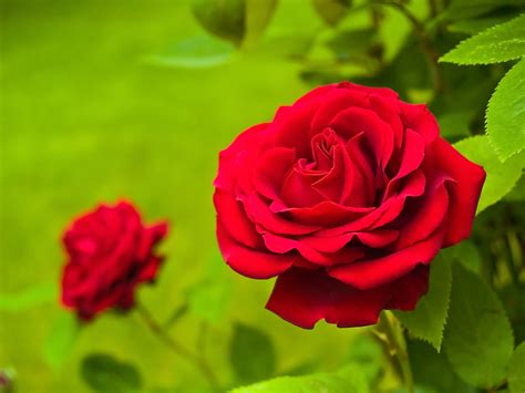 Red Rose Day (12th June) – Days Of The Year