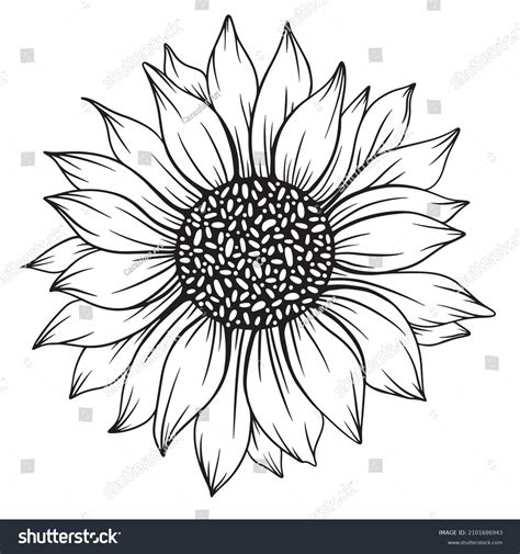 21,795 Sunflower Outline Images, Stock Photos & Vectors | Shutterstock