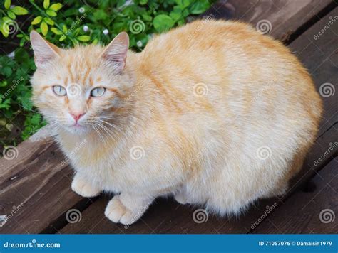 Beige cat stock photo. Image of eyes, cute, friendly - 71057076