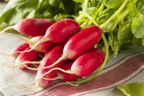 15 Best Radish Varieties to Grow in Your Garden