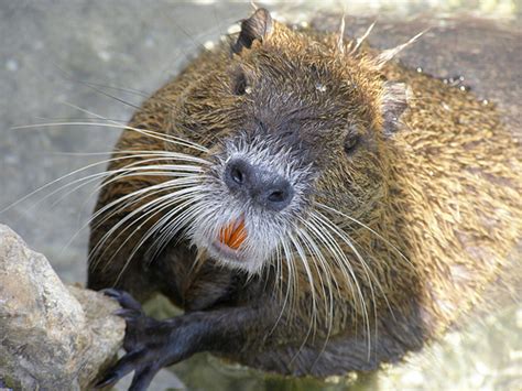 Nutria, Coypu - Eat The Weeds and other things, too