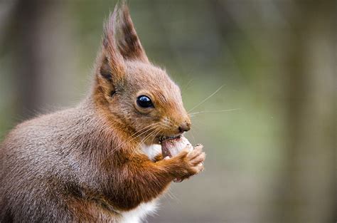 Eating Hazelnut - British Red Squirrel