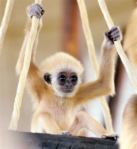 Baby Gibbon