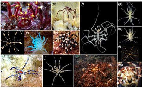 Heck no: the giant Antarctic sea spider - Australian Geographic