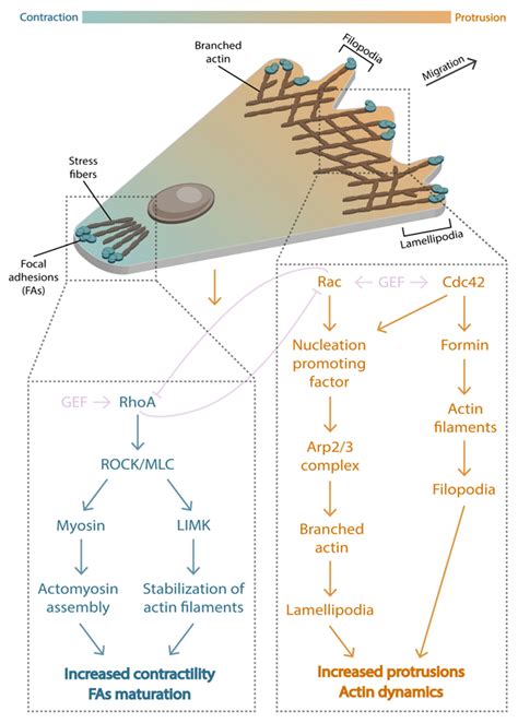 Biophysica | Free Full-Text | The Forces behind Directed Cell Migration