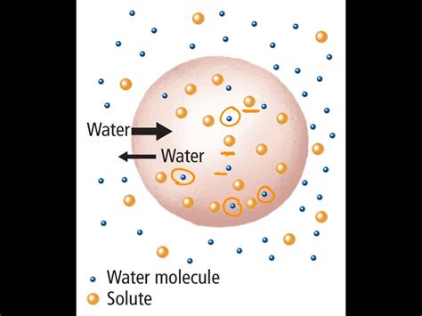 7.4 Osmosis | Science, Biology | ShowMe