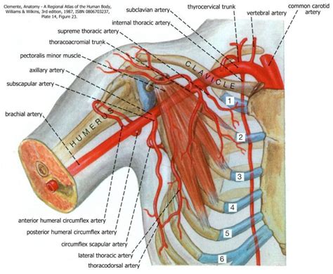 Your collar bone as key - Elemental Physiotherapy