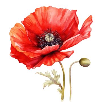Red Poppy Flower Watercolor Clipart Ai Generated, Poppy, Red, Flower ...