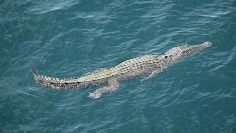 Saltwater Crocodile Swimming In The Ocean, Kimberley Coast, Australia ...