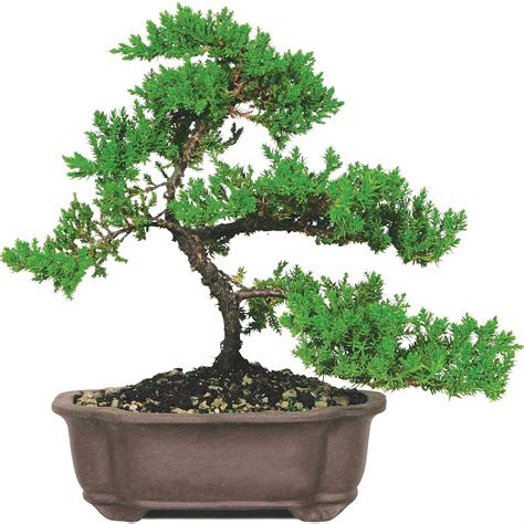 Brussel's Green Mound Juniper Bonsai - Medium - (Outdoor) - Not Sold in ...