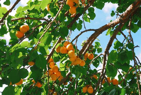 Apricot Tree: Can You Really Grow It On Your Own? - Arbor Facts