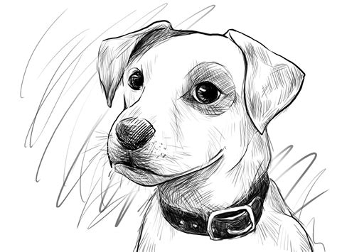 Realistic Easy Beginner Dog Drawing - Goimages Base