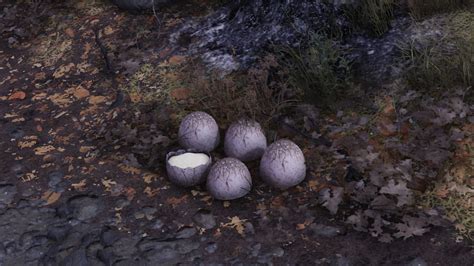 Fallout 76: Where to Find Mirelurk Eggs – GameSkinny