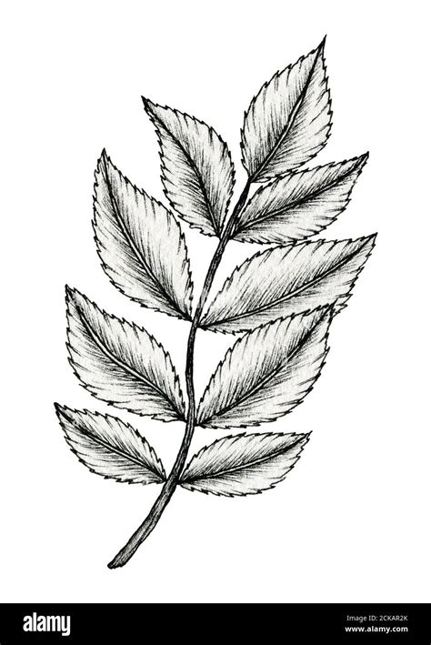 Black And White Leaf Drawing