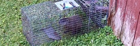 How to Trap a Groundhog