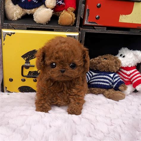 Bentlee Red Micro Teacup Poodle - Tiny Teacup Pups