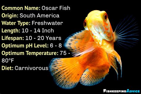 Oscar Fish Care Guide: Tank Setup, Diet, Tank Mates, & More