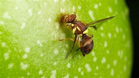 Program tackles Victorian backyard Q-Fly threat | Good Fruit ...