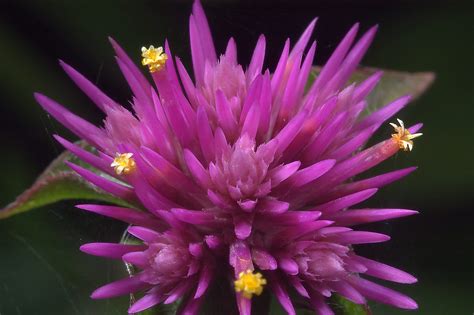 Globe amaranth flower - search in pictures