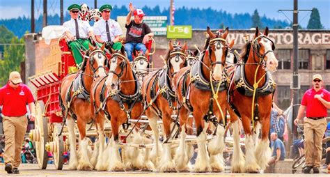 7 Clydesdale Horse Facts You Probably Didn't Know