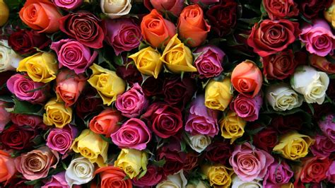 Roses HDTV - Wallpaper, High Definition, High Quality, Widescreen