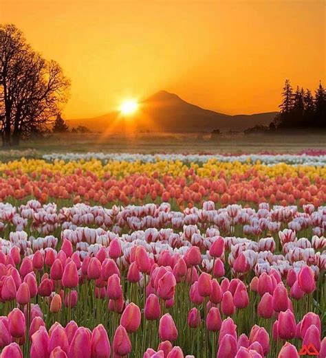 Pin by Perla on photos | Flower garden, Tulips garden, Tulips